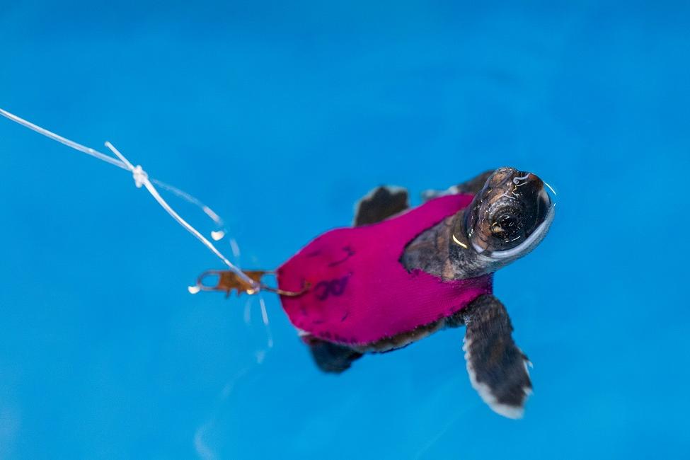 TINY TREADMILLS HELP TEST SEA TURTLE HATCHLING STAMINA